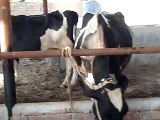 EH dairy farm 419jb gojra pakistan (129) ANIMALS