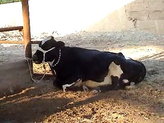 EH dairy farm 419jb gojra pakistan (114) ANIMALS