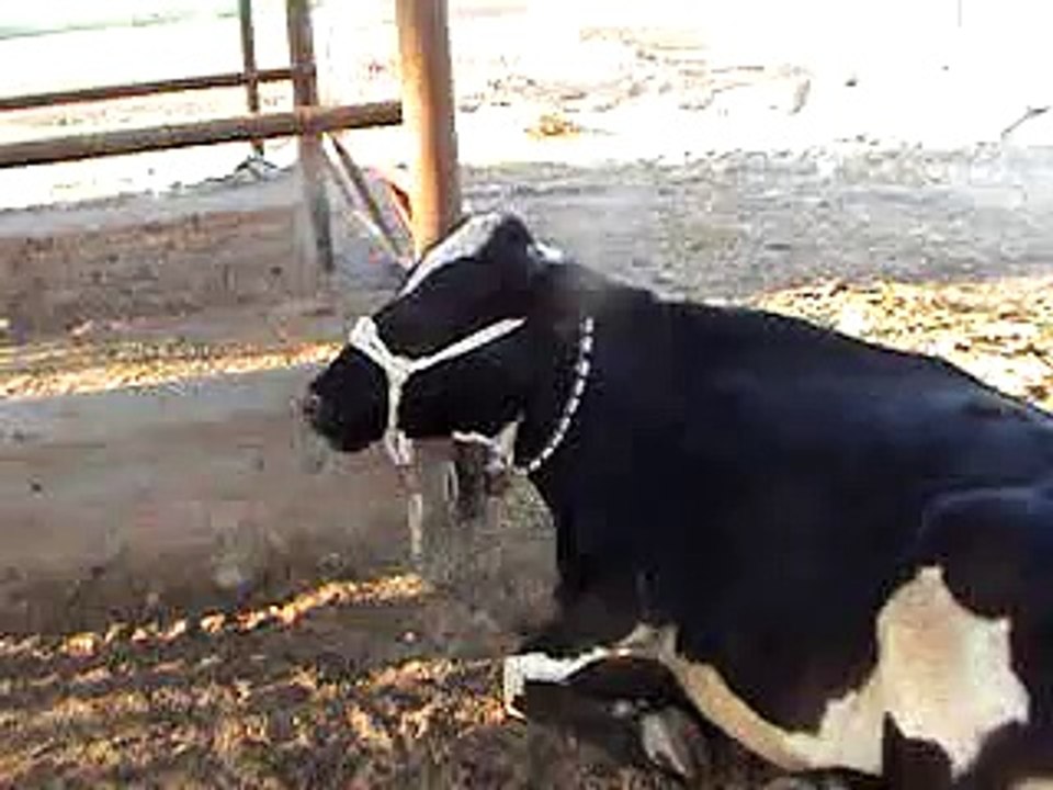 EH dairy farm 419jb gojra pakistan (115) ANIMALS