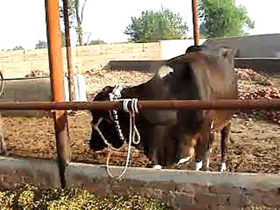 EH dairy farm 419jb gojra pakistan (116) ANIMALS