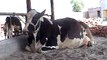 EH dairy farm 419jb gojra pakistan (117) ANIMALS