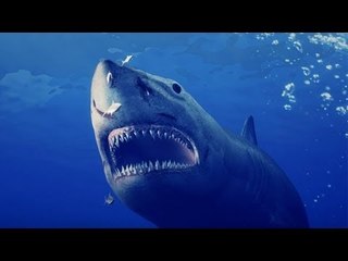 サメに襲われ１５歳少女死亡