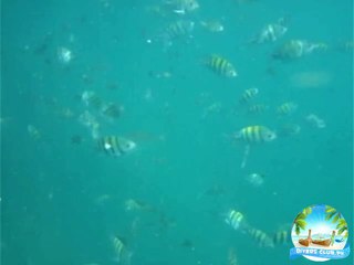 Charna Island - 07th May-2015 - DIVERSCLUB.PK