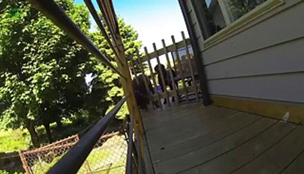 Dogs Escaping Compilation 2013