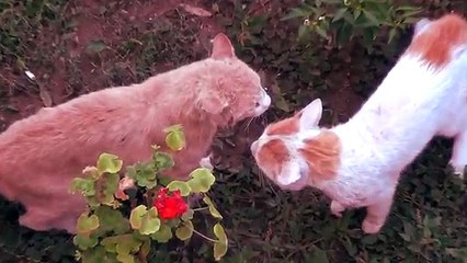 cat fight kedilerin düellosu