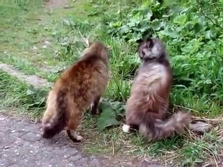 Cat Fight kedilerin kavgası