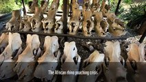 Demand for rhino horn in Asia fuels African poaching crisis | WWF