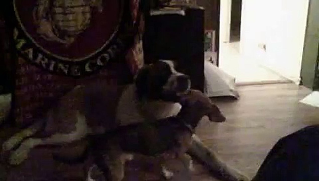 Dog Humps Dogs Face!!!