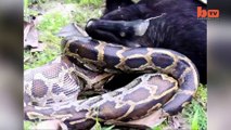 Un python dévore une chèvre en entier au petit déjeuner