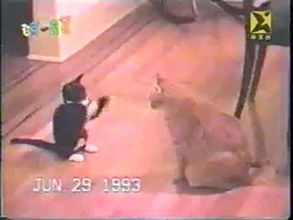 Why Sumo is Better Than Karate Funny Clips