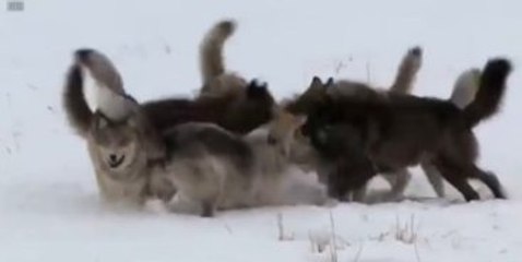 Kurtları Hafife Alan Tilki Bedelini Ağır Ödedi