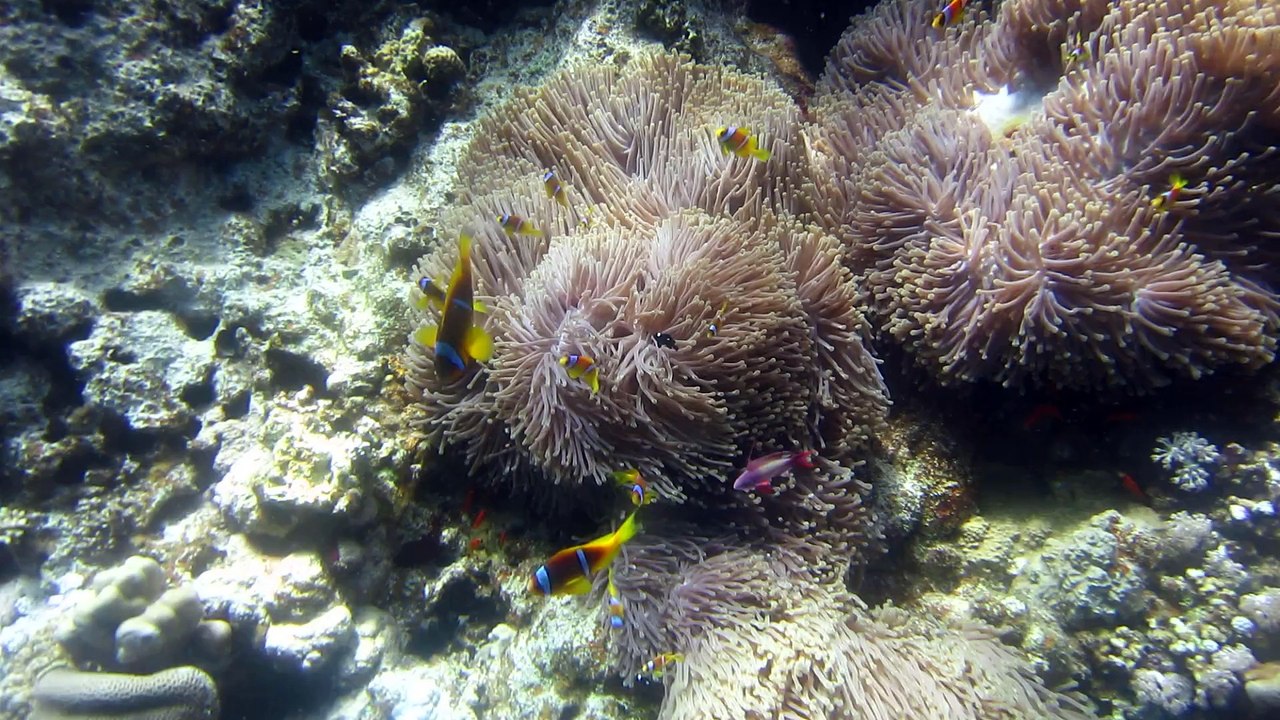 Anemone-City am Panorama-Riff Süd