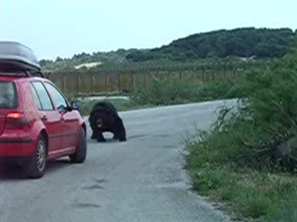 L'ours