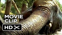 Roar Movie CLIP - Barrel (2015) - Melanie Griffith Movie HD