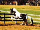 las diez mejores razas de caballos