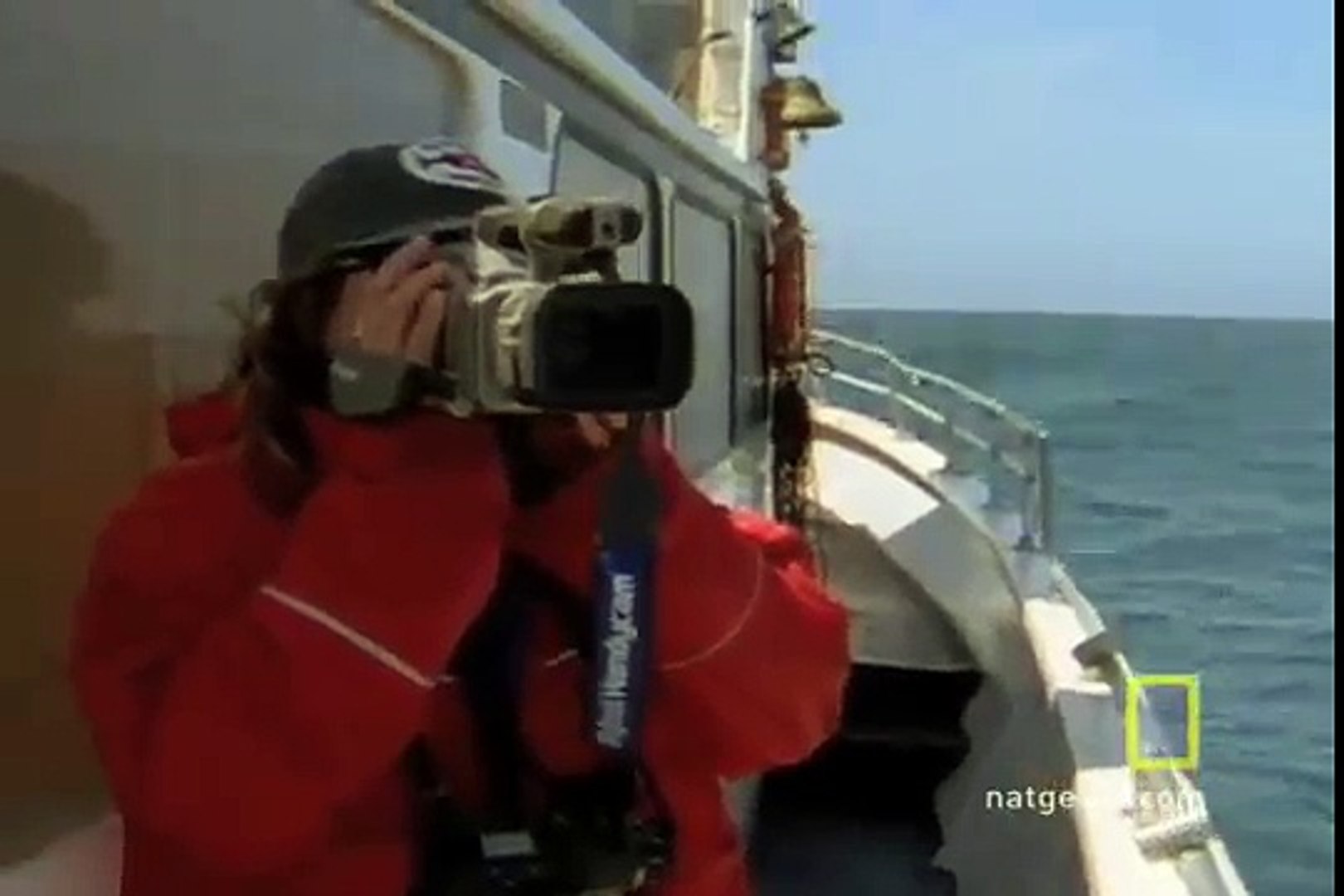 ⁣Killer Whales vs. Gray Whales
