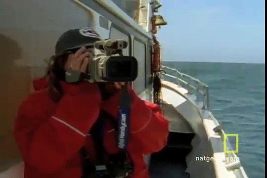 Killer Whales vs. Gray Whales