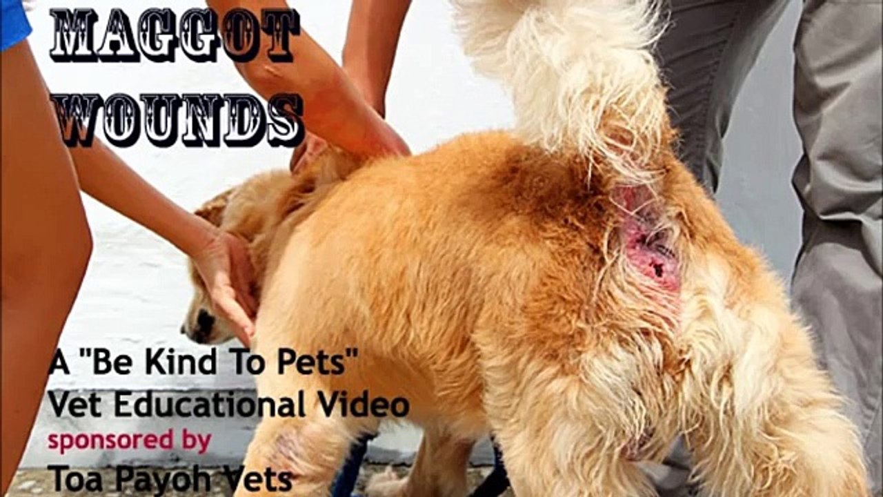 Large infected maggot wound in a Golden Retriever treated at Toa Payoh Vets
