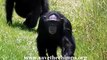 Save the Chimps - Baby Chimp, Mel, Finds A Family