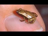 Weird: 'Earless' Gardiner's frog listens with its mouth