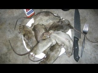 Uruguay man lost in Andes eats rats to survive
