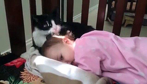 Cat licks the baby head