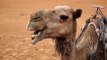 Camel chewing, Sahara Desert, Morocco.