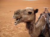 Camel chewing, Sahara Desert, Morocco.