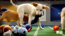 Welcome to the Puppy Bowl XI Pregame Show
