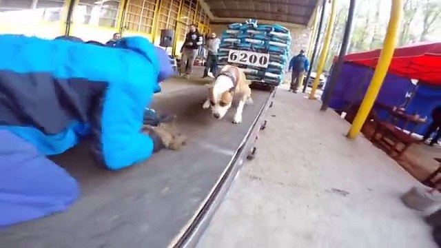 Супер Собака-Супер мощная собака-Super Dog Super powerful dog