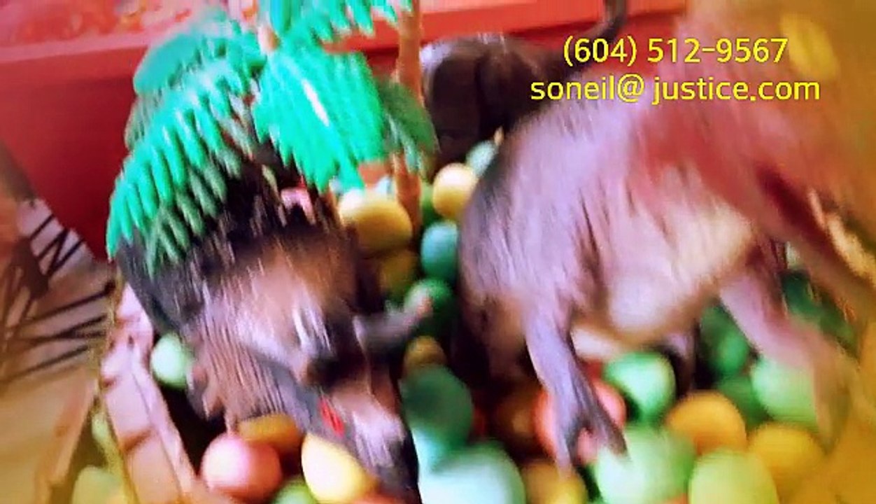 Get 3 Entertainers for Riverside Signature in Surrey BC Banquet Hall first birthday parties with great reviews!