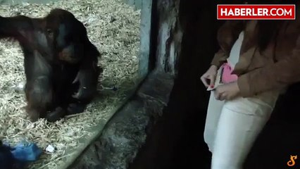 Maymunu Baştan Çıkarmaya Çalışan Kadın Hayvanseverleri Kızdırdı