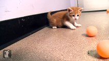Curious Kittens Play Ping Pong - Kitten Love