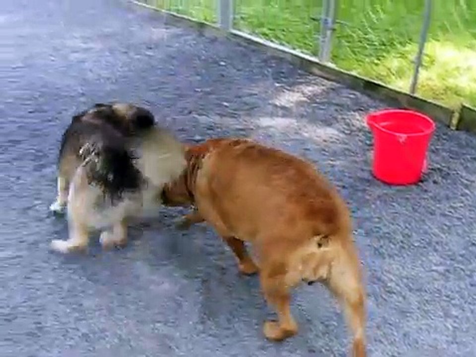 URGENT:  Adoptable "Belle" & Adoptable "Jay" - Rescue/or Adoptive Homes Needed ASAP!!!