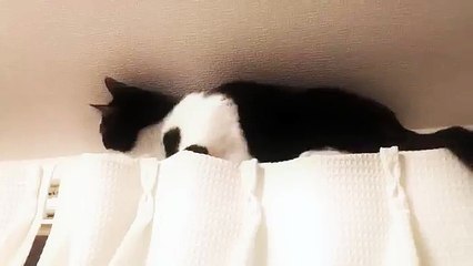『猫の綱渡り』はちわれ猫『ハッチ』カーテンレールを後ずさり！ [Diary Cats TV]