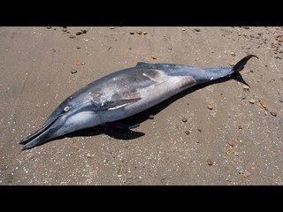 Seismic airgun testing: U.S. to decide this year whether to allow controversial practice