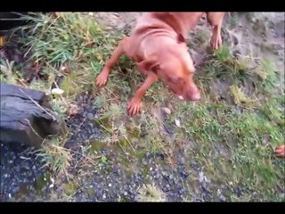 The cutest, fastest, most playful Hungarian Vizsla on the planet - by far :-)