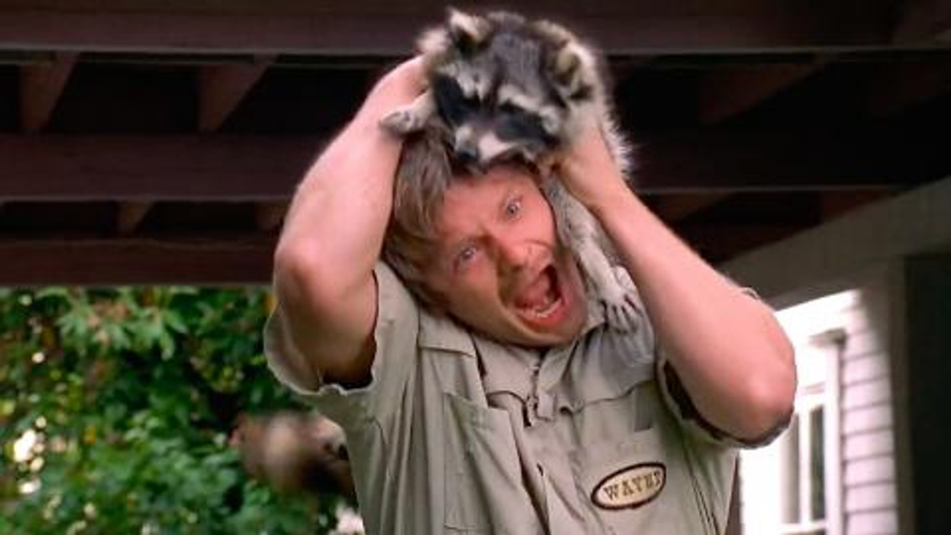 Racoon Funny Hilarious