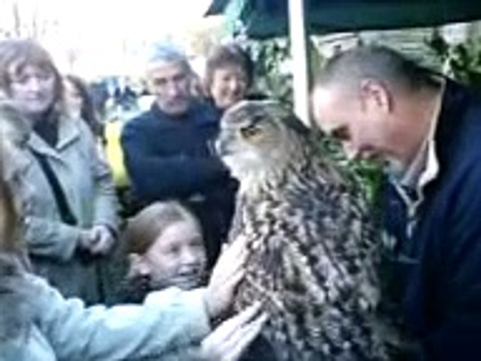 Giant Eagle owl in Barnoldswick 2