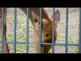 外来シカ無断飼育か　社長逮捕