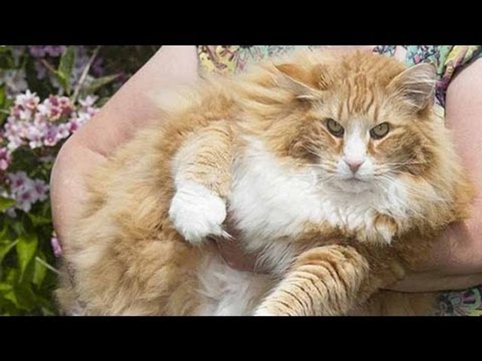 イギリス　デブ猫ダイエットへ