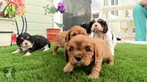Getting 5 Cavalier Puppies To Sit Still Is Impossible! - Puppy Love