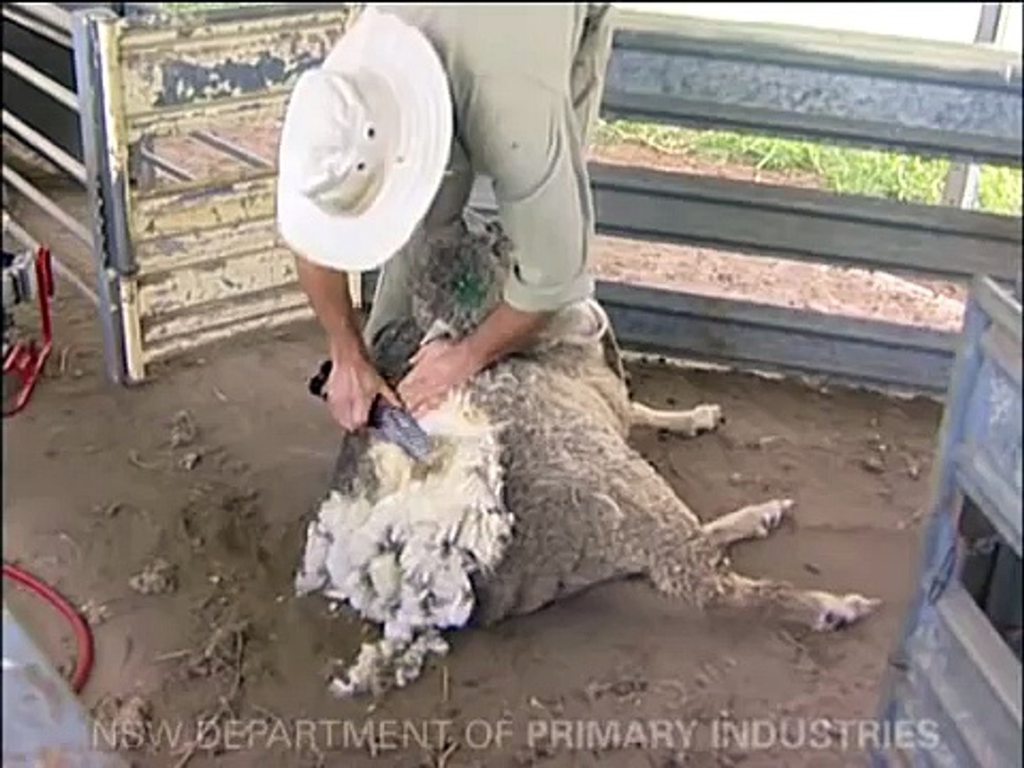 Huge mangoworms,maggots in sheep - treatment mango worms under the skin -  video Dailymotion