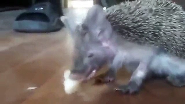 Голодный гость