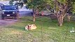 St. Bernard puppy and Mastiff play.