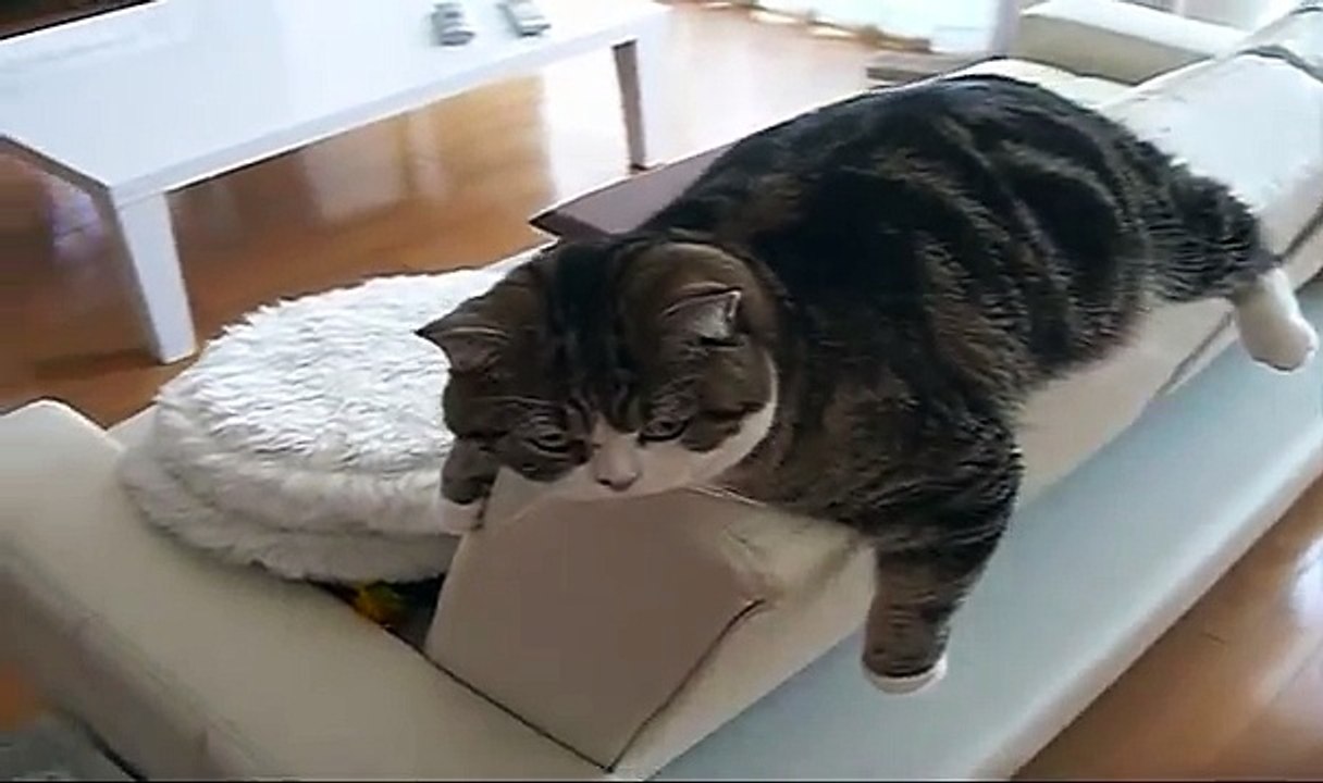 いろいろねこ。