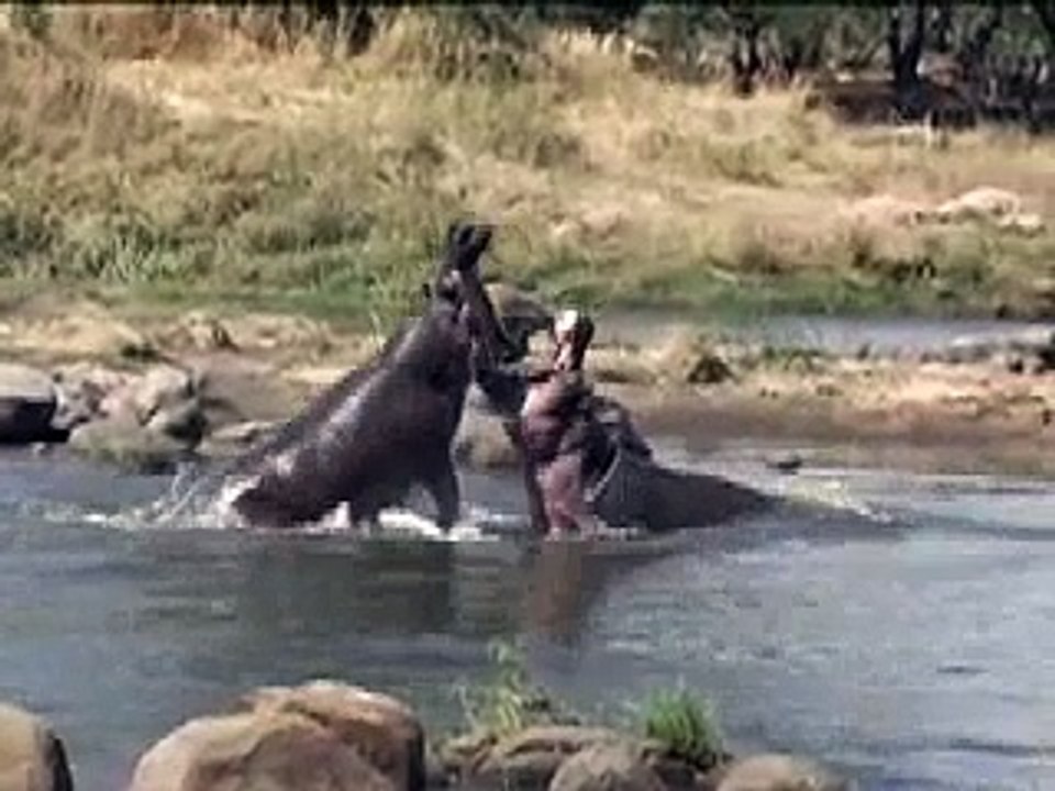 Hippo fight in Ruaha River