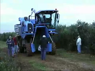zeytin hasat makinası