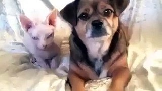Dogs and cats funny scenes 1
