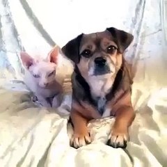 Dogs and cats funny scenes 1